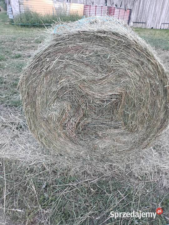 Sprzedam siano Kamień