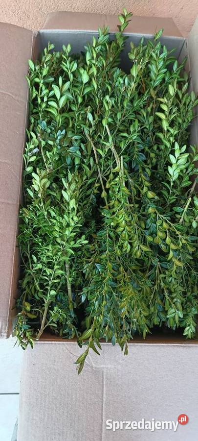 Bukszpan Świeżo cięty Częstochowa