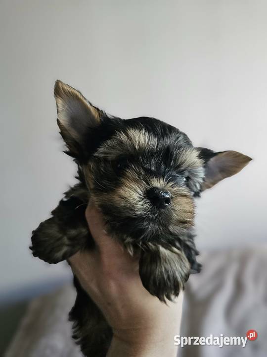 Samiec Yorkshire Terrier Częstochowa
