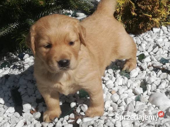 Golden Retriever śliczne szczeniaki Champion Radomsko