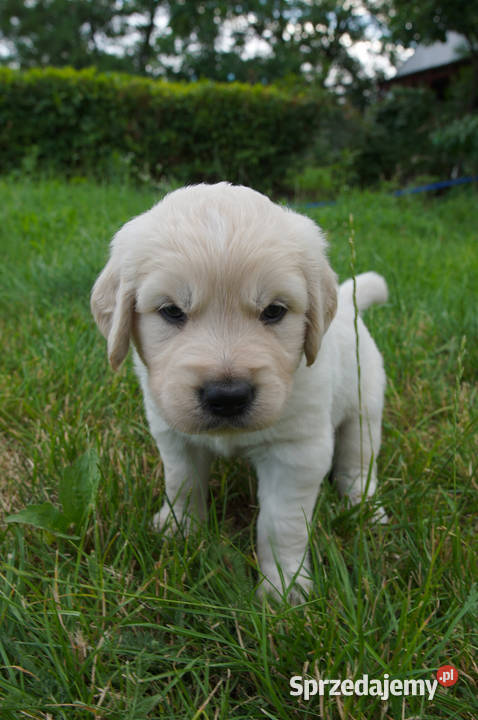 Golden Retriever szczeniaki z rodowodem Włocławek sprzedam
