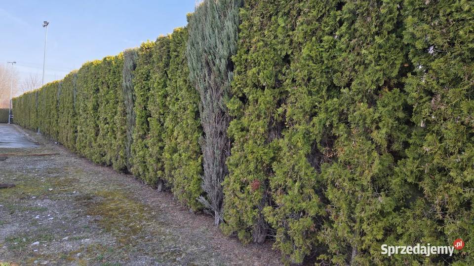 Tuja szmaragd duża ok 3 M sprzedam