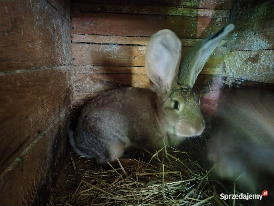 Sprzedam króliki mieszanka Belga samce i samice sprzedam