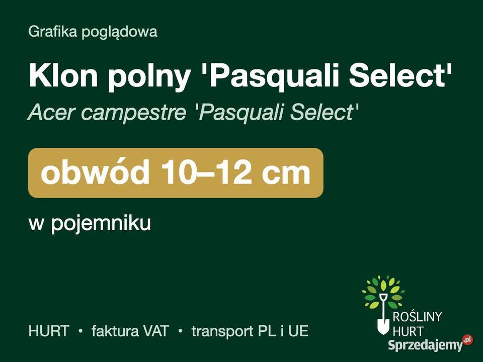 Klon polny Pasquali Select obwód 1012 w Liściaste