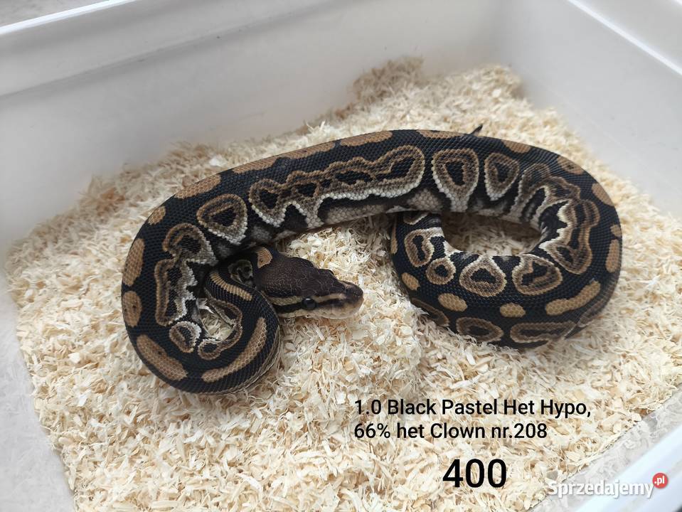 Pyton królewski samiec 208 Gady i płazy Boruja Kościelna