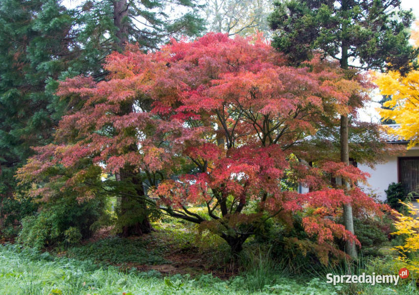 KLON PALMOWY SEIRYU sadzonki w doniczkach Ustronie sprzedam