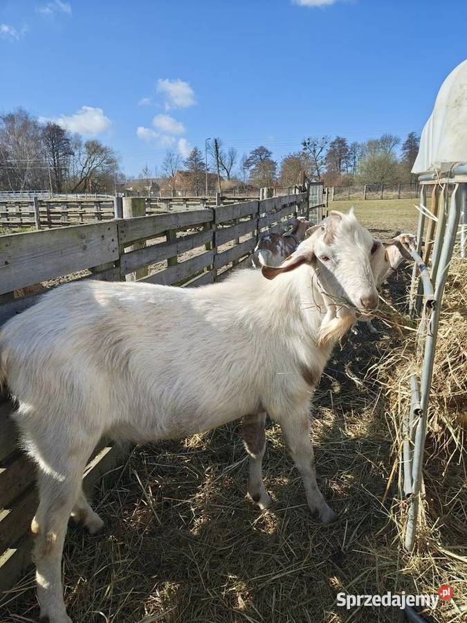 Dwuletni koziołek zmieni dom Witkowo Drugie