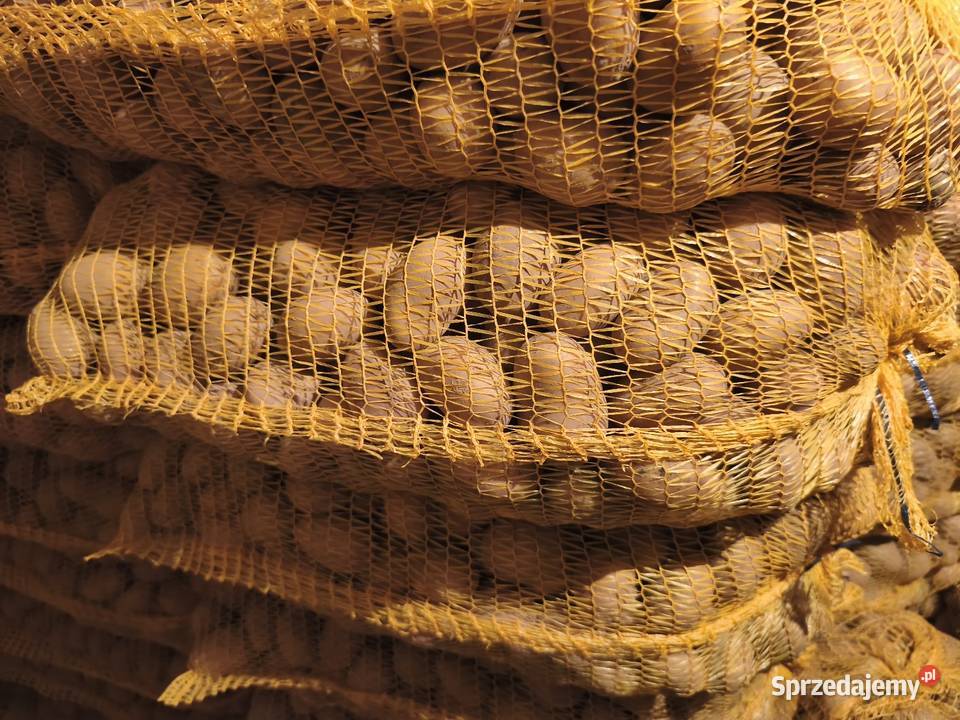 Sprzedam ziemniaki Produkcja roślinna