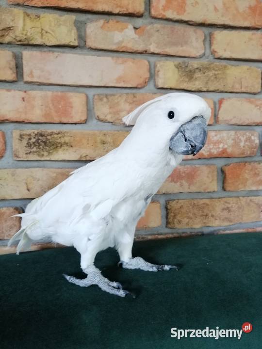 Kakadu Alba wielkopolskie Pamiątkowo