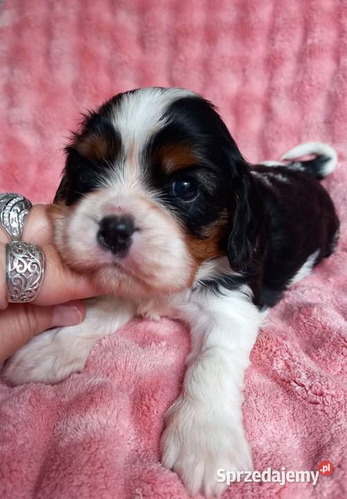 Cavalier King Charles Spaniel Strzelce Opolskie