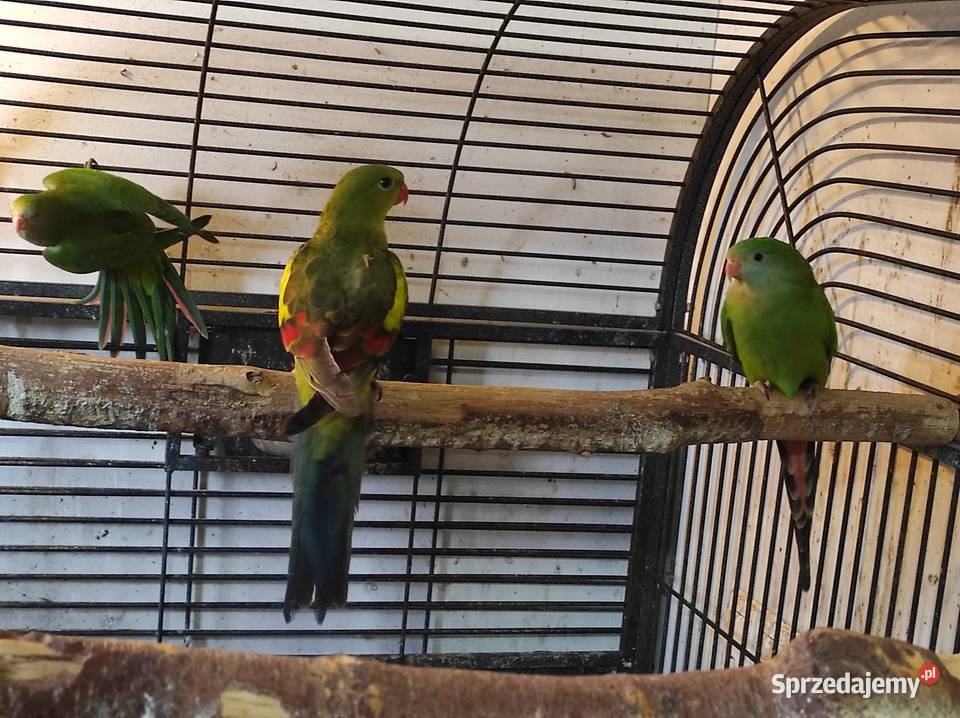 Papuga górska samiec