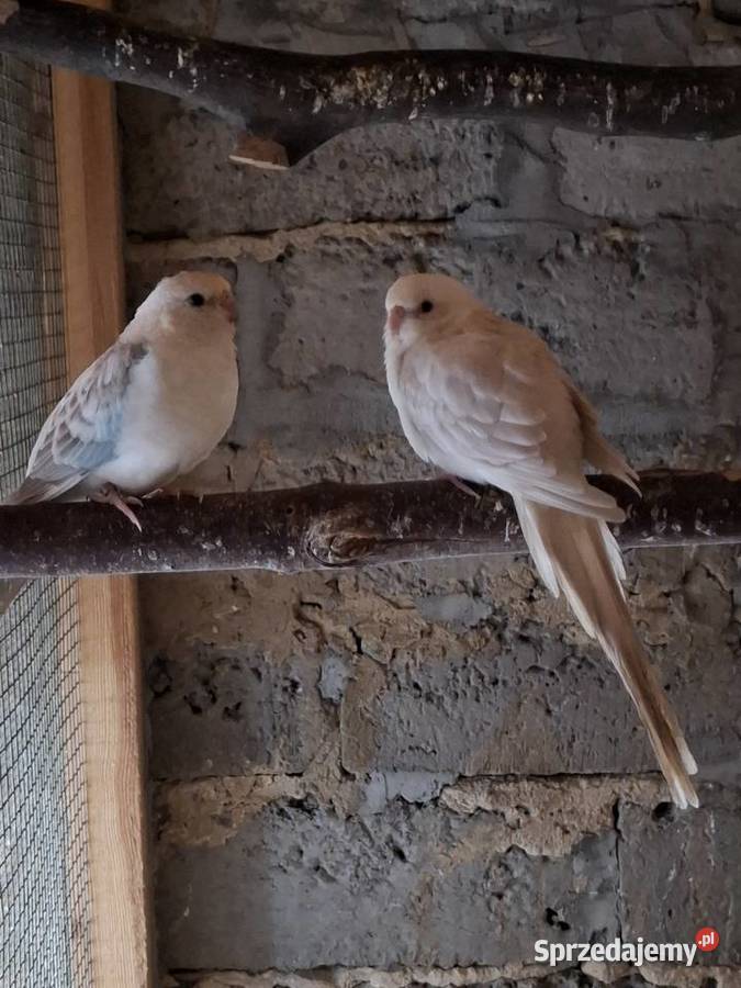 Świergotki Czyżowice