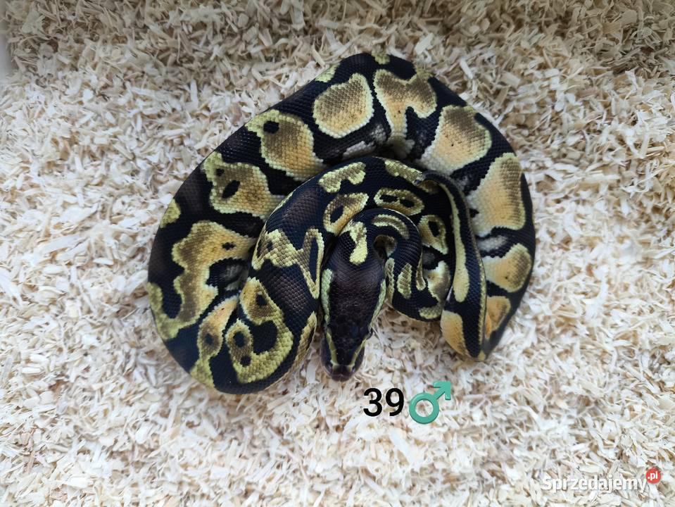 Pyton Królewski Regius samiec Boruja Kościelna
