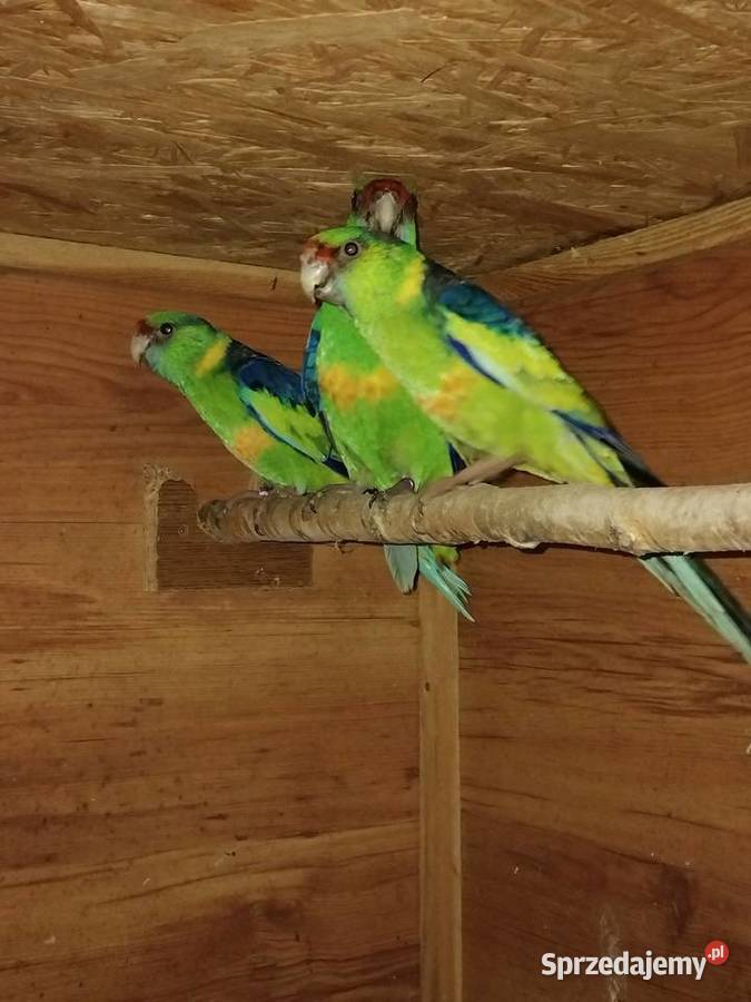 Barnard czerwonoczelny