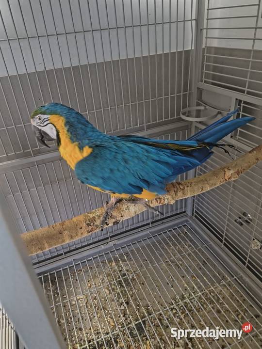 Ara Ararauna Radomsko