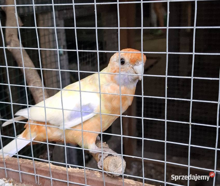 Samica rozella królewska Chyżne