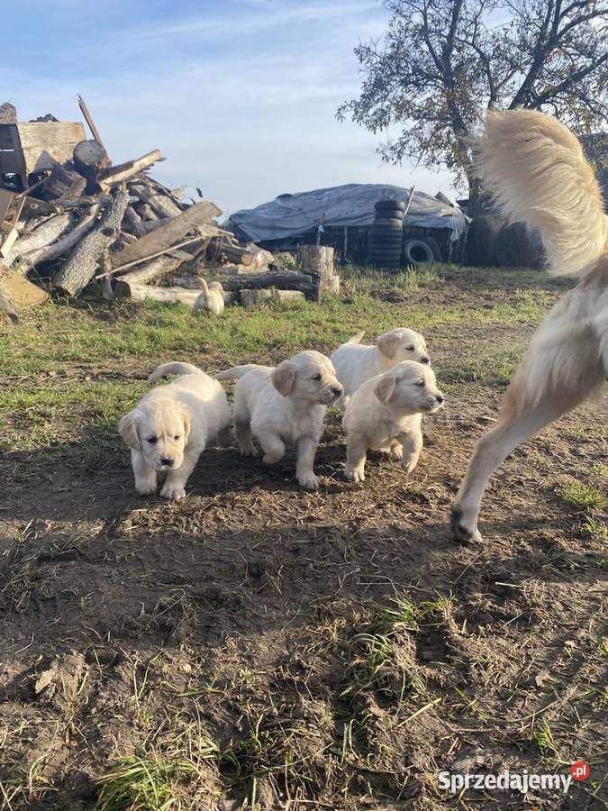 Golden Retriever Brzostowo
