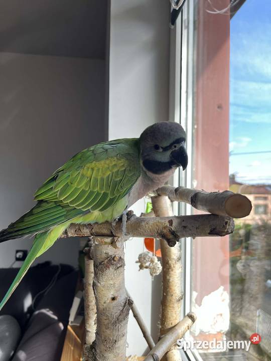 Aleksandretta Chińska 2025 Ptaki Zebrzydowice sprzedam