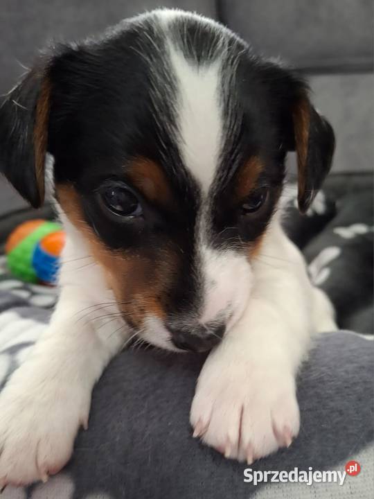 Jack Russell Terrier lubelskie Łuków sprzedam