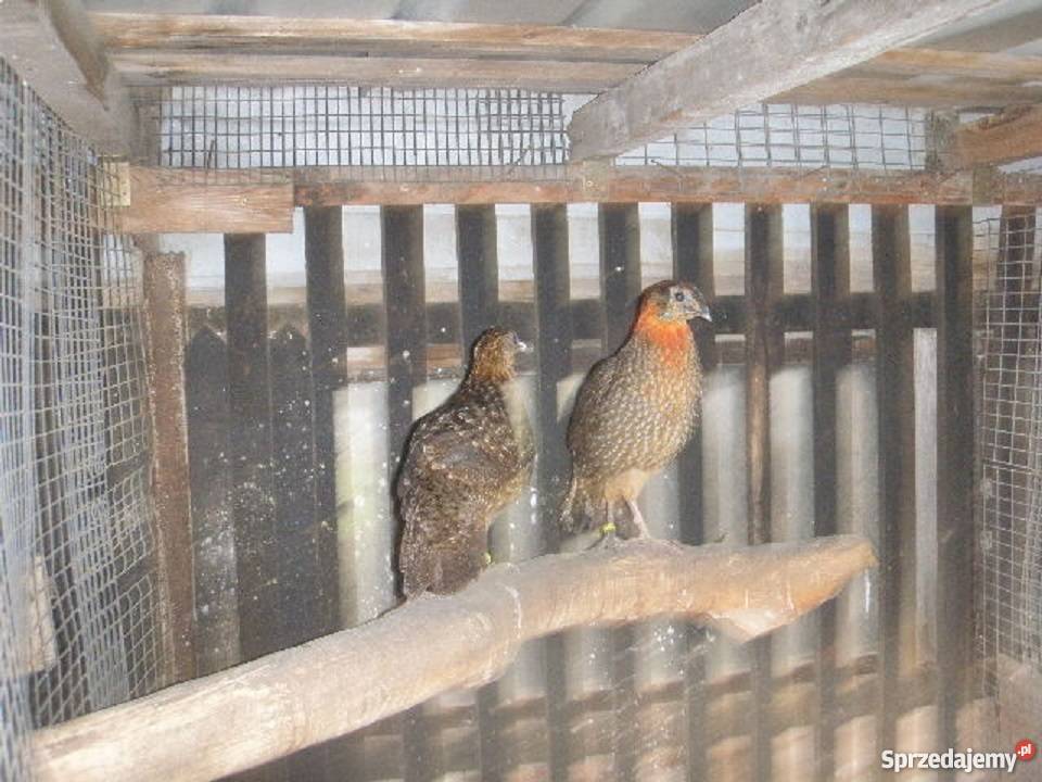 Bażanty tyminki 2017r Bąków