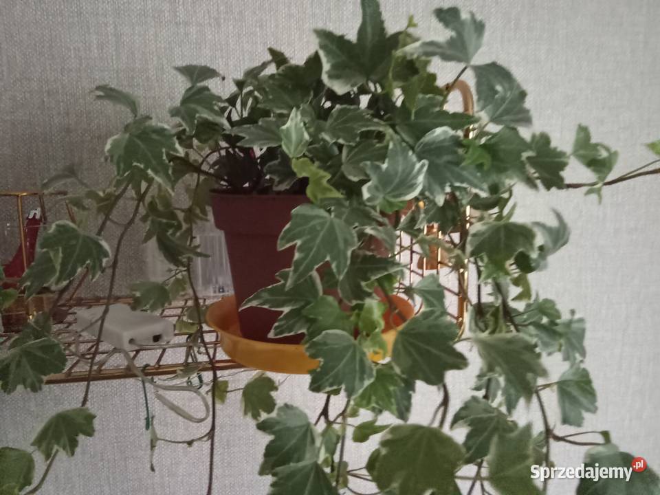 Roślina doniczkowa bluszcz Hedera Helix łódzkie Łódź sprzedam
