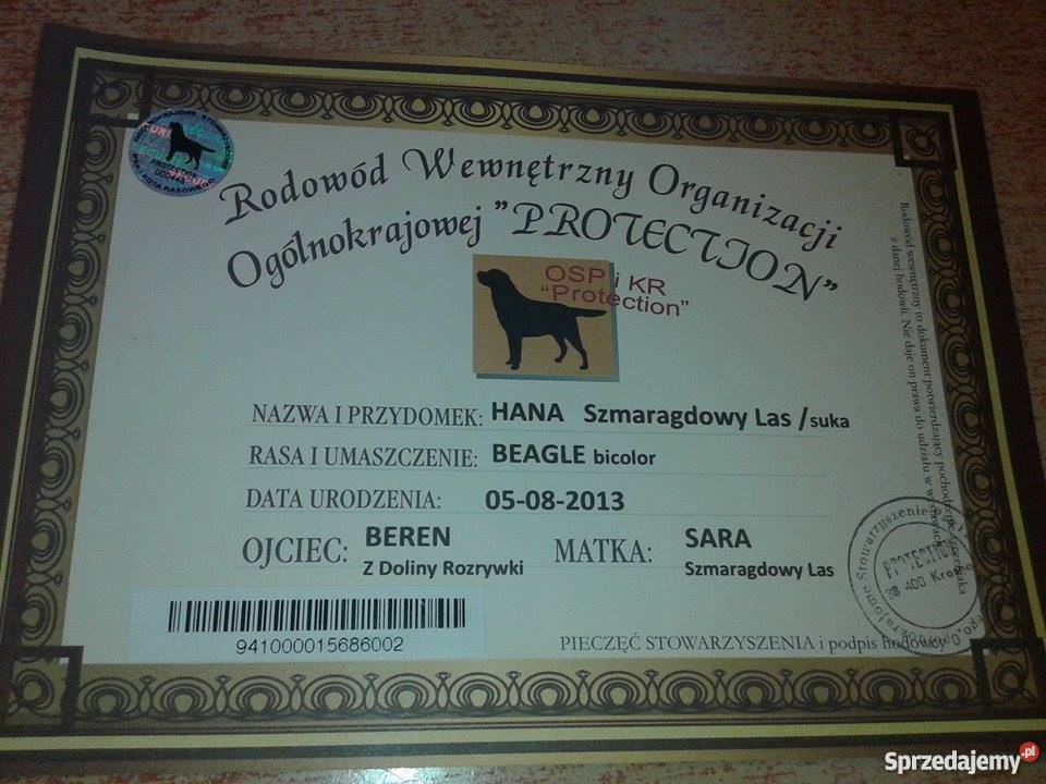 sprzedam Beagle Tarnów