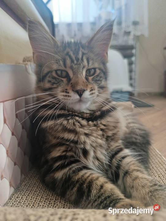 Kocurek Maine coon lubelskie Krasnystaw