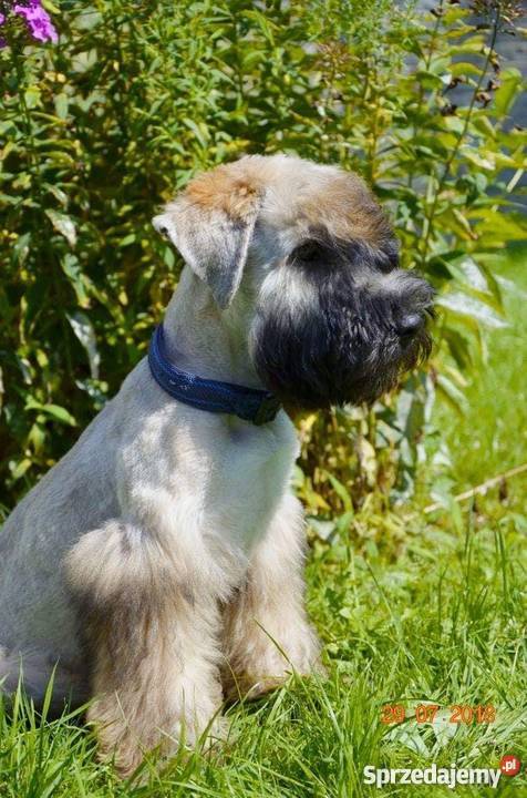 Szczenięta Irish Soft Coated Wheaten Terrier Warszawa