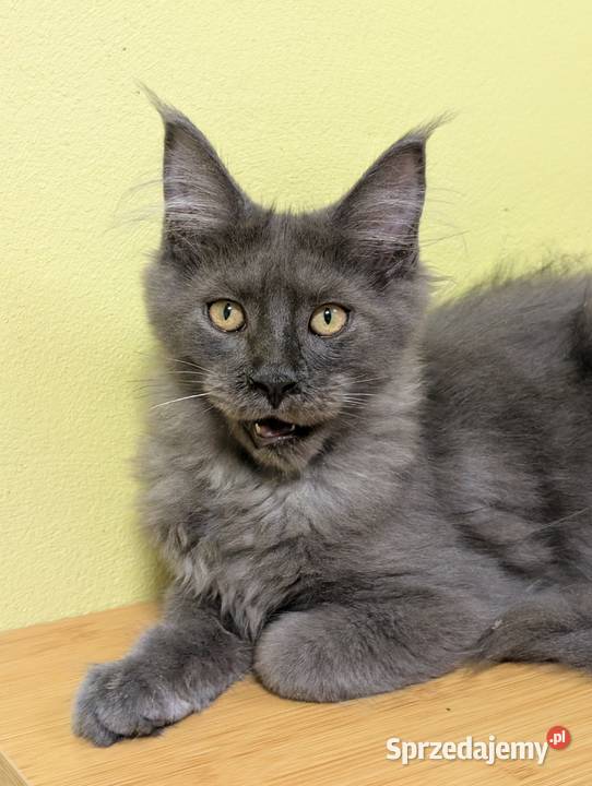 Ivett kocurek niebieski dymny Maine Coon Pszczyna