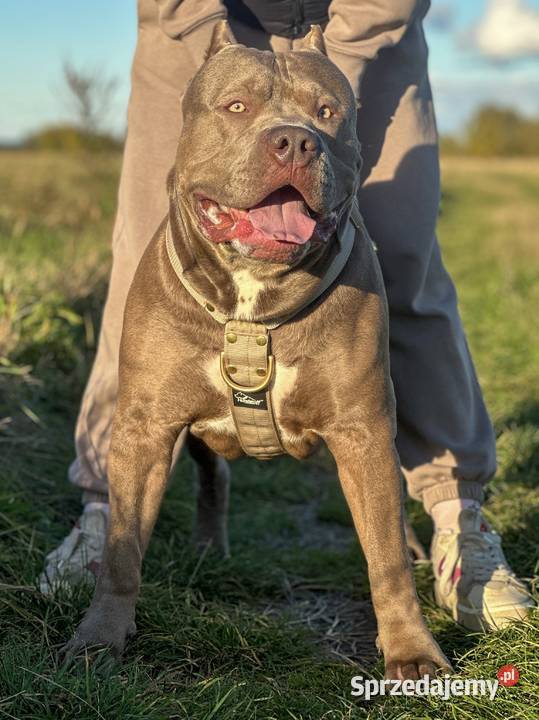 Reproduktor American Bully XL Gdańsk
