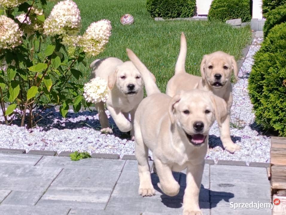 Labrador Milejowice