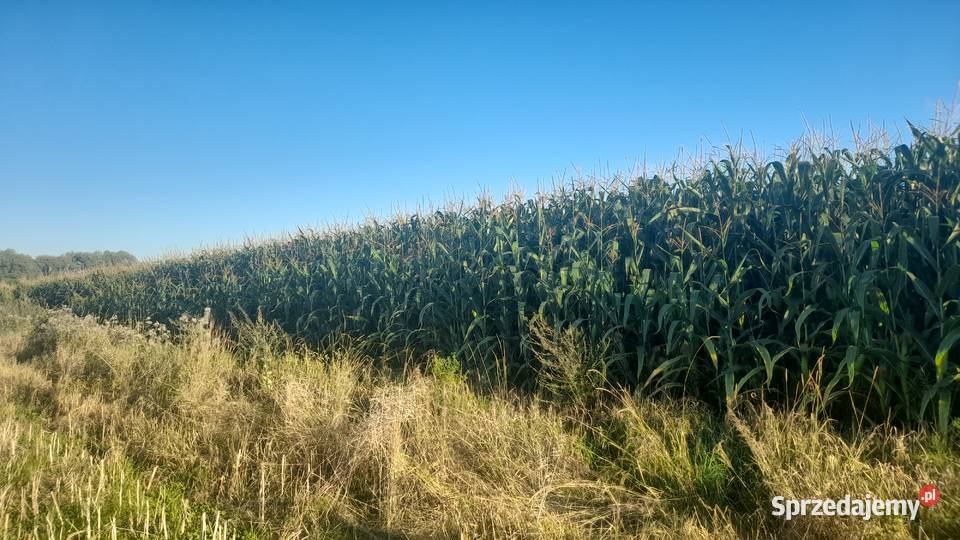 Kukurydza na kiszonkę