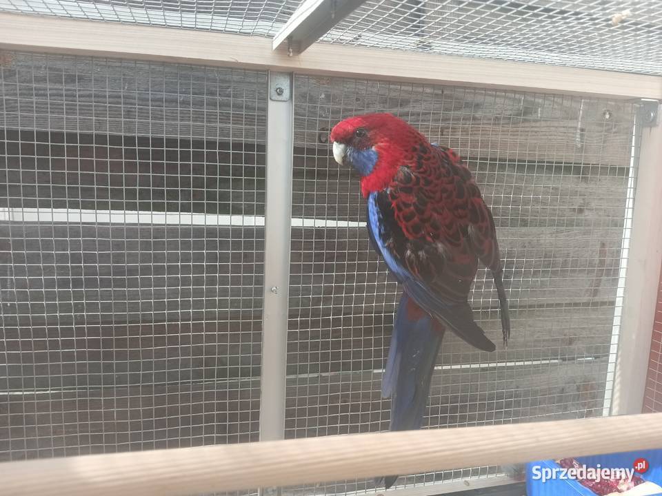 Rozella królewska Kamień