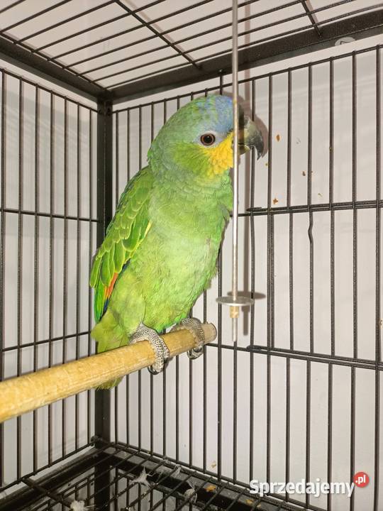 Papuga amazonka modrobrewa Wyszków
