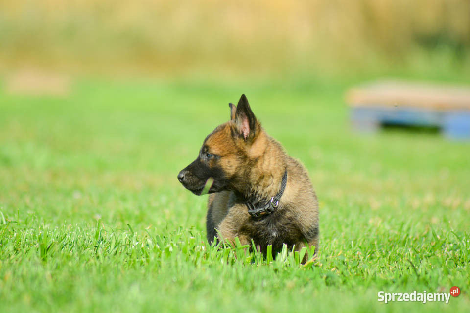 Szczeniak Owczarek Belgijski mazowieckie