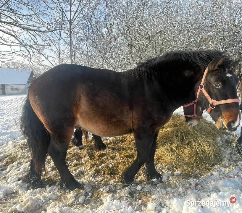 Ogiery na sprzedaż warmińsko-mazurskie Mrągowo