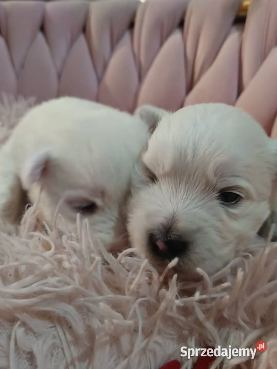 West Highland White Terrier Rzeszów
