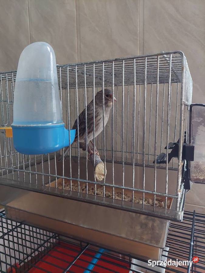 Samica kanarka zdrowa zimowana Katowice sprzedam