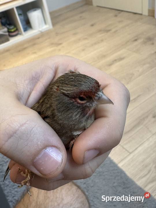 Kanarki Agat Czerwony Skała