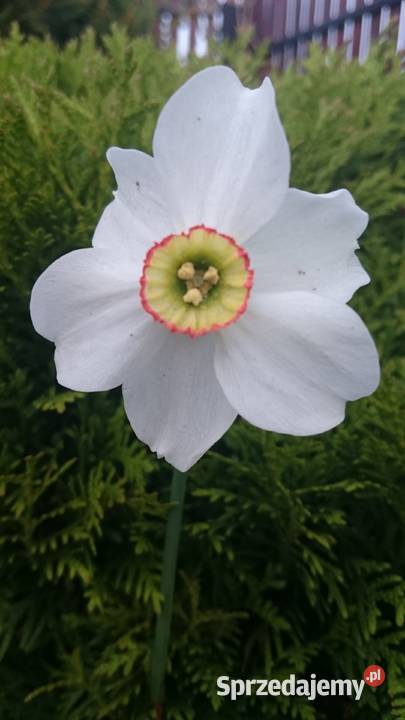 Narcyz żonkil mix Lublin sprzedam