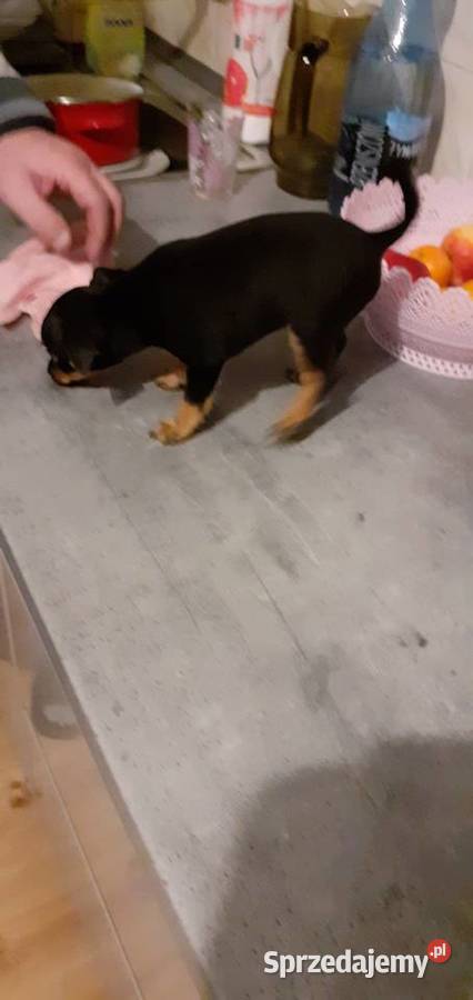 oddam w ręce szczenięta