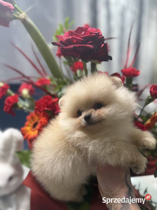 Szpic miniaturowy Pomeranian Gorzów Wielkopolski