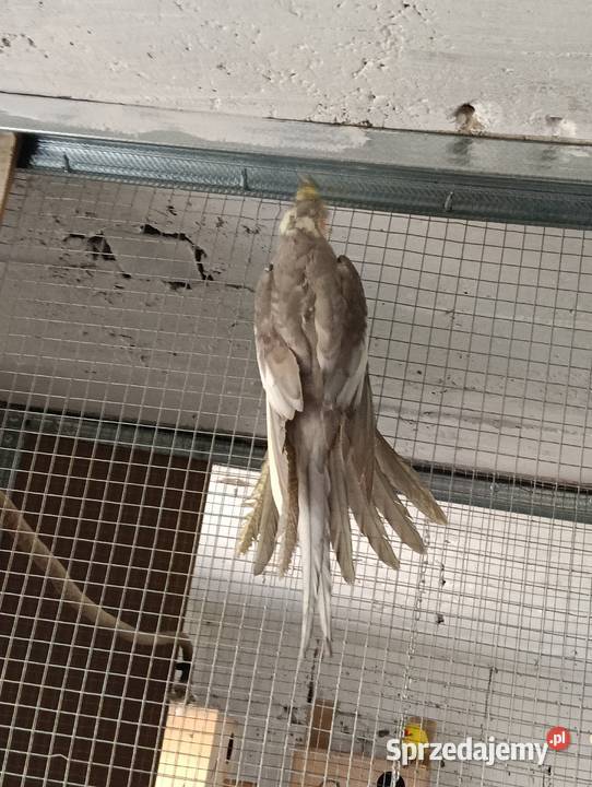 Nimfy 3 sztuki likwidacja promocja Ptaki sprzedam