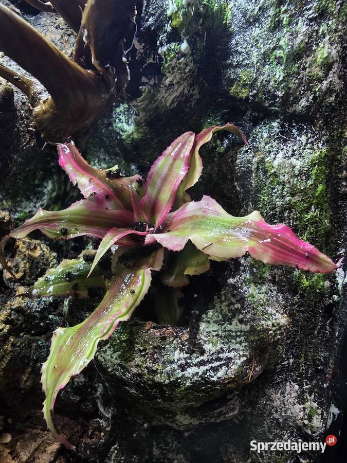 Terrarium tropikalne 25x25x40 z gekonami Ostrów Wielkopolski