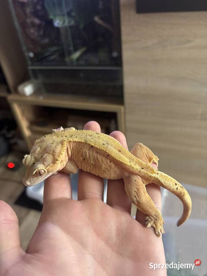 Gekon orzęsiony samica Gady i płazy śląskie sprzedam