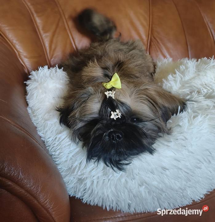 Shih tzu Suczka i Piesek dolnośląskie Wałbrzych