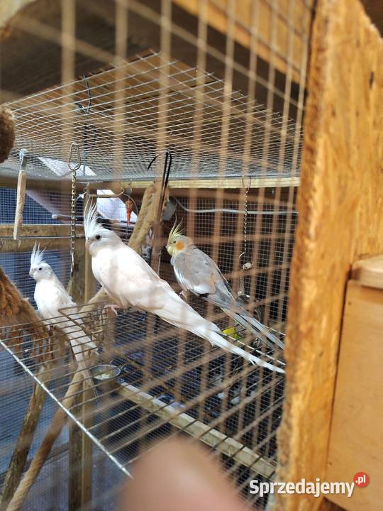 Papugi rudosterki nify swiergoty