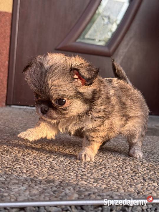 Chihuahua Bielsko-Biała sprzedam
