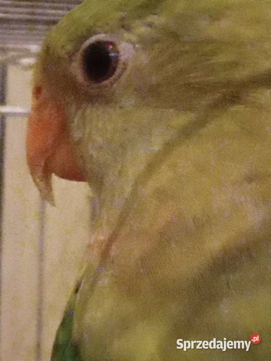Papuga Barabanda księżniczka tarczowa sprzedam Zielona Góra