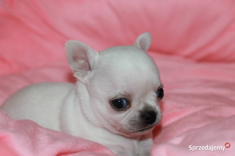 Chihuahua chłopcy ZKwP FCI Świnoujście